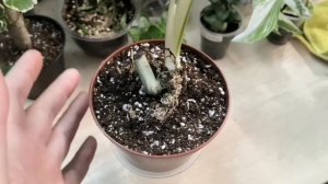 Монстера пересадка в грунт