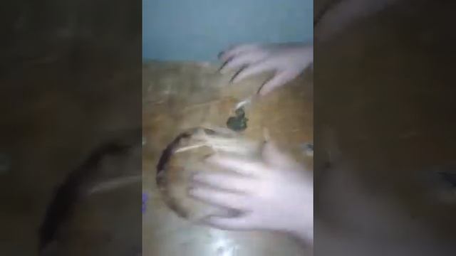 Сегодня я леплю Халка из пластилина смотреть онлайн