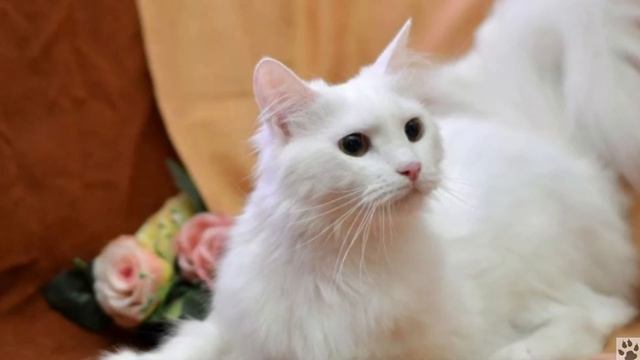 Ангорская кошка. История и описание породы смотреть онлайн