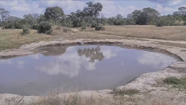 Веб Камера Африка дикие звери/ live African safair, African Watering Hole смотреть онлайн