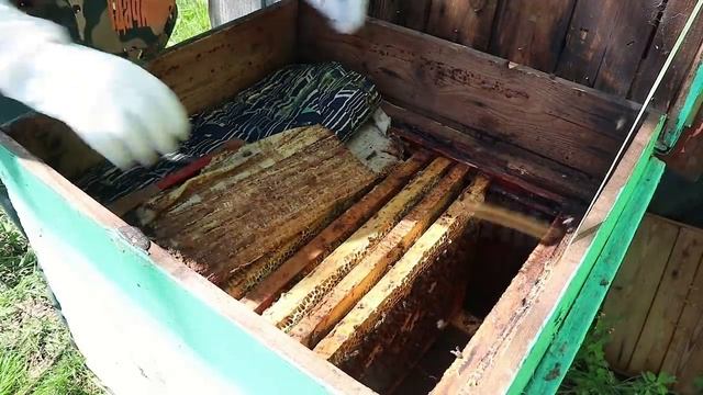 НАЧАЛО ПАСЕКЕ ПОЛОЖЕНО! ПЕРВАЯ ПЧЕЛОСЕМЬЯ ЕСТЬ! смотреть онлайн