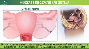 Женская репродуктивная система