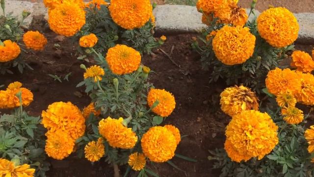 Summer flowering at the Waste Management Park, Coonoor смотреть онлайн