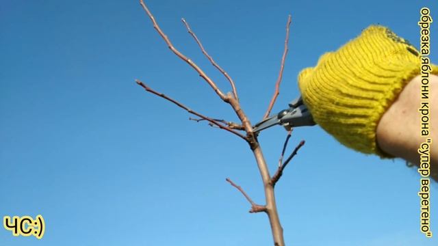 ОСОБЕННОСТИ ОБРЕЗКИ ЯБЛОНИ - КРОНА "СУПЕР ВЕРЕТЕНО"! КАК Я ОБРЕЗАЮ! смотреть онлайн