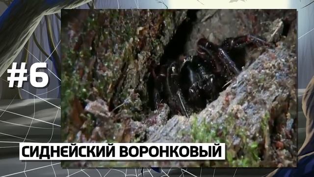10 ОПАСНЕЙШИХ ПАУКОВ смотреть онлайн