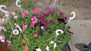 Петуния как бизнес.Реализация цветов