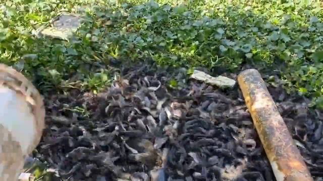 Море рыбы Где пол из рыбы смотреть онлайн