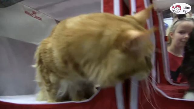 КОШКИ МЕЙН КУН ЗООШОУ 2016 НА ilikepet смотреть онлайн