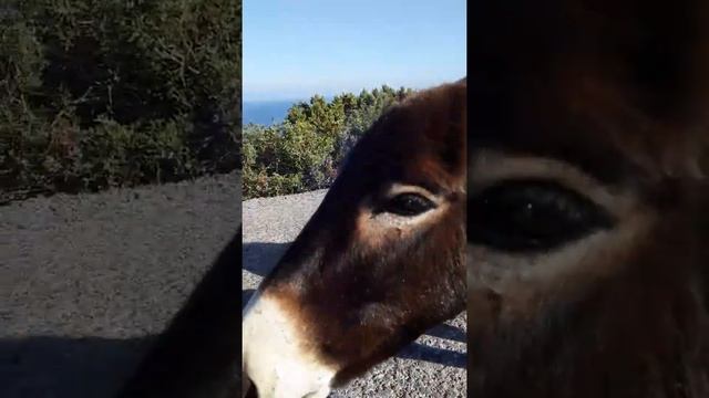 Кормим диких осликов в Dipkarpaz (Cyprus) #shorts смотреть онлайн