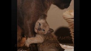 Маме на 8 марта! Трогательная музыкальная открытка