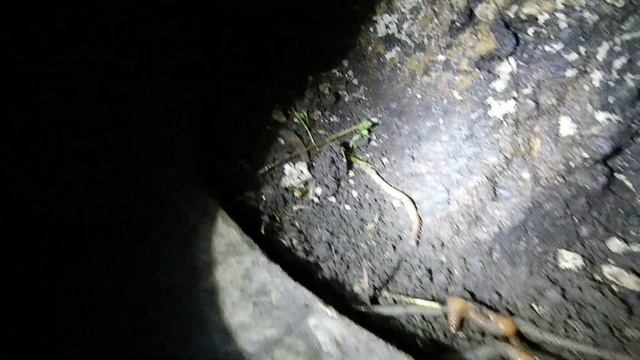 Выход дождевых червей Июнь и Январь