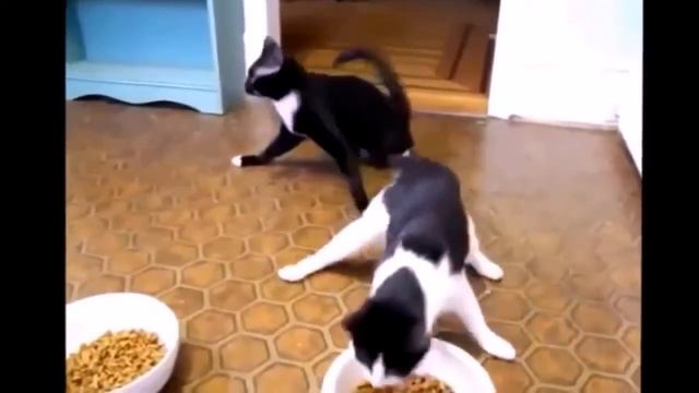 Прикольные кисы.