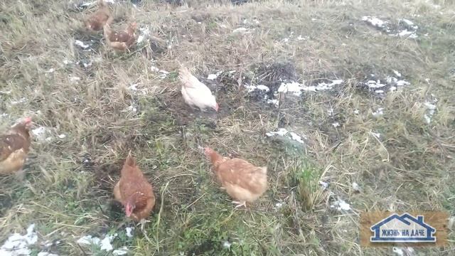 Снег или Вода. Чем поить кур зимой смотреть онлайн