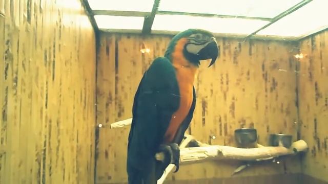 Большие попугаи ара макао, зеленокрылый ара, сине желтый ара, желтохохлый какаду смотреть онлайн