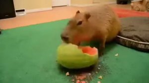 капибар ест арбуз