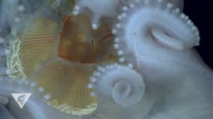 Самое глубокое погружение батискафа