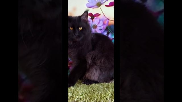 Племенной кот породы Мейн Кун. Полидакт Shoria Captain Morgan.Гордость питомника Shoriacoon смотреть онлайн