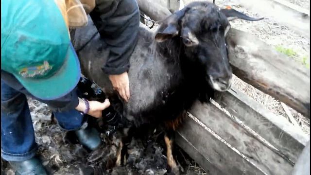 Стрижом козла машинкой смотреть онлайн