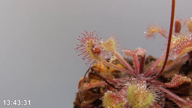 Drosera Collinsiae, Mbuluzi River, Swaziland - Timelapse 970x