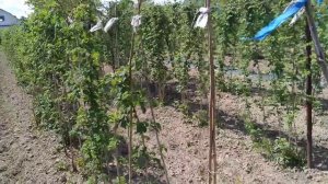 Малина гусар-это ужас и кошмар!