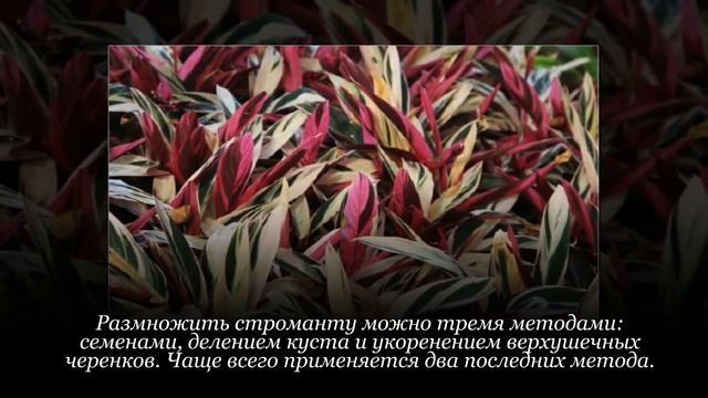 Комнатная строманта: пересадка и размножение смотреть онлайн