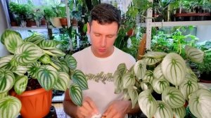 Пеперомия Арбузная / Мои секреты успеха / Как вырастить из листика