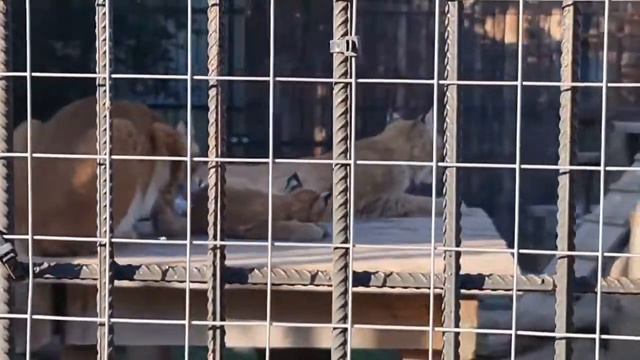 ЗООПАРК БАРНАУЛ 🔥🔥🔥🔥😍2021 смотреть онлайн