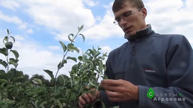 Уничтожение тли на яблоне смотреть онлайн