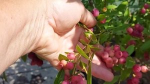 Голубика "Pink Lemonade"                     13.08.22 г. Сбор ягод.