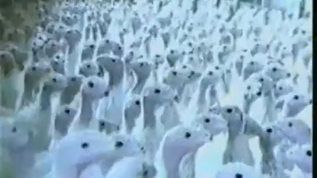 Nickelback - If Today was Your Last Day, Photograph, Hero, How You Remind Me (Animals) Rock Star смотреть онлайн