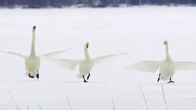 Лебеди сели на луг смотреть онлайн