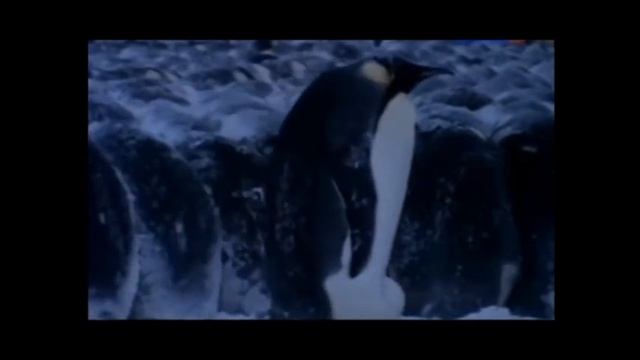 День пингвинов смотреть онлайн