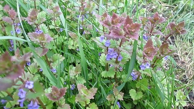 БУДРА ПЛЮЩЕВИДНАЯ. ПОЛЕЗНЫЕ СВОЙСТВА смотреть онлайн