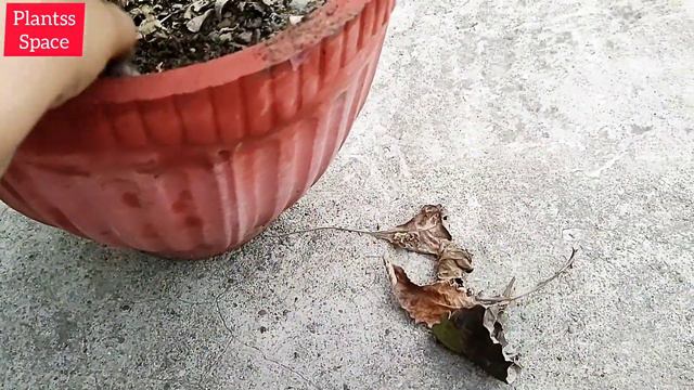 1044:- Gerbera Flower Differ Color Shade On Same Plant / Gerbera Plant Flowering In Summer / जरबेरा смотреть онлайн