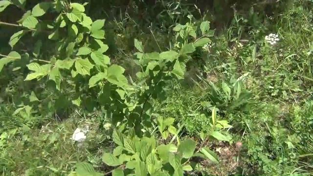 14.07.13 Митино Прививки семинаристов смотреть онлайн