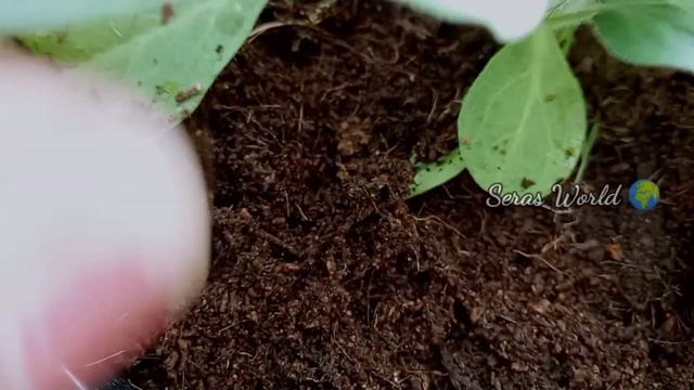 ചാണകം ഇല്ലേ വിഷമിക്കരുത്!!Best Flowering Booster For all Plants in Malayalam/Organic Fertilizer Mix смотреть онлайн