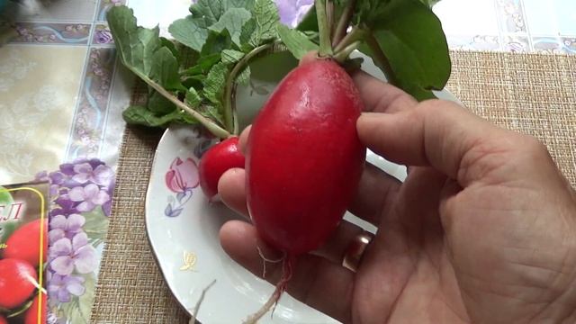 Срочно посейте не стрелкующийся редис! Это......