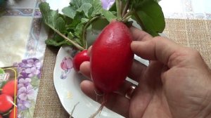 Срочно посейте не стрелкующийся редис! Это......