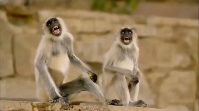 Обезьяны ржут - Monkey laughing смотреть онлайн