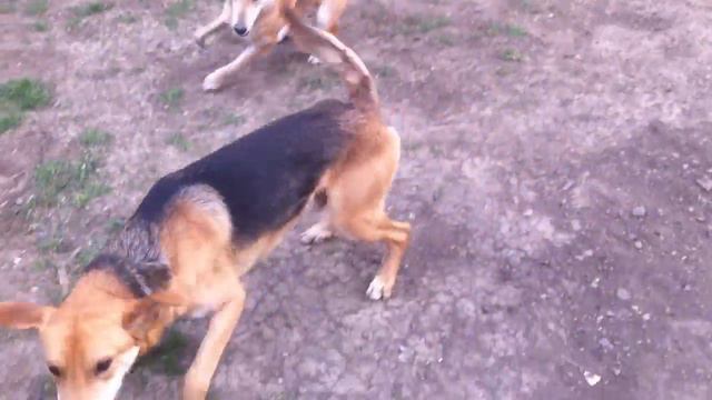 shuman&naida смотреть онлайн