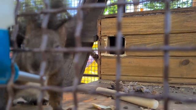 белка пьёт воду, белочка, белочки, squirrel, бельченок, зоопарк, zoo, animals смотреть онлайн