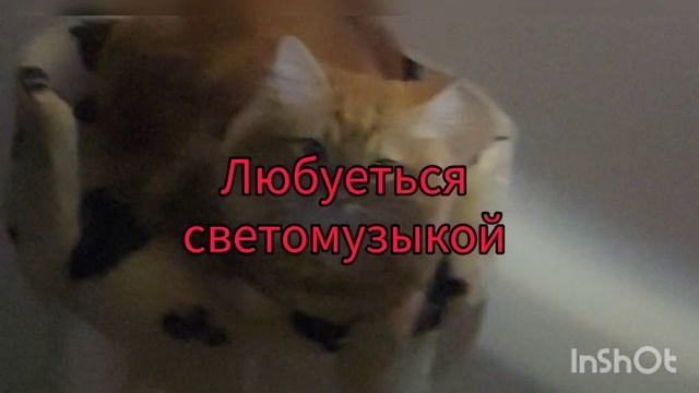 13 декабря 2022 г.Одесса. Как самый позитивный котик Персик живёт без света ?? смотреть онлайн