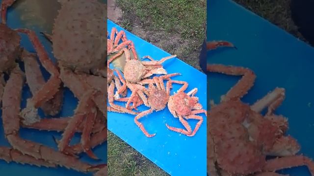 варим краба. смотреть онлайн