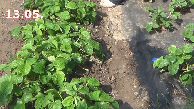 Уход за земляникой. Клубничные грядки под разной мульчей спустя 2 года смотреть онлайн