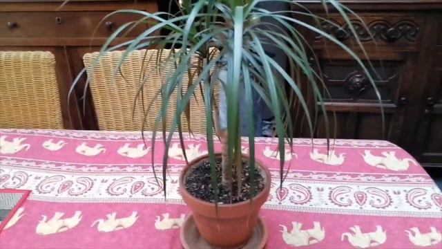 Dracena Marginata Update 2020 смотреть онлайн