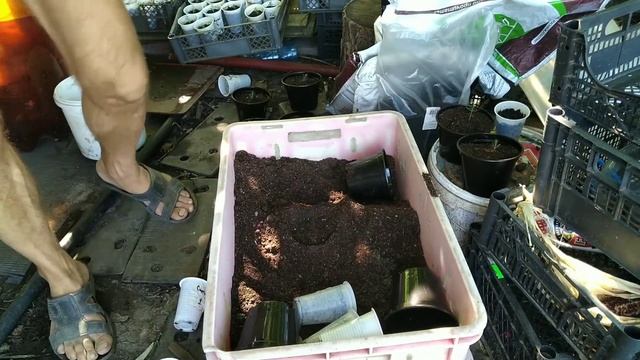 Туя, туя из семечки пикировка.