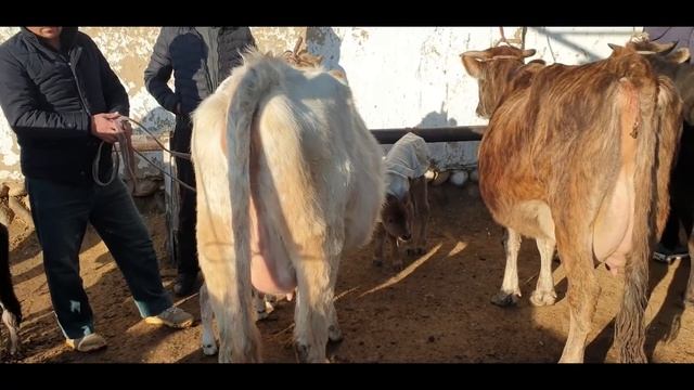 Kosonsoy tumani Tergachi sigir bozori. 24-dekabr 2021-yil. смотреть онлайн