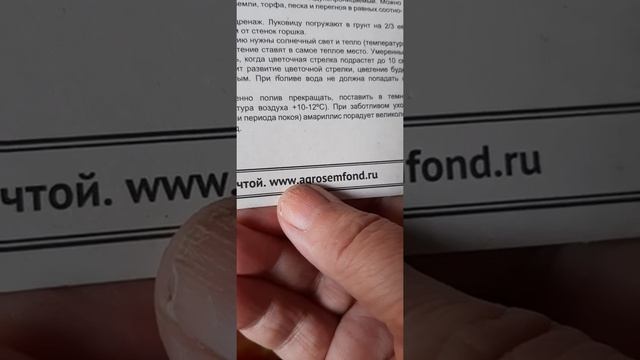16.о5.2022 г. АМАРИЛЛИС Дансинг Квин или Танцующая Королева (махровый). смотреть онлайн