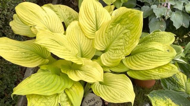 Хоста Ivory Tower смотреть онлайн