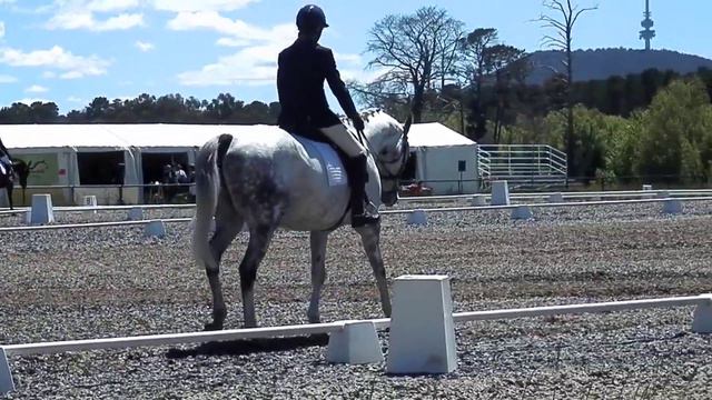 APH Alaska Dressage смотреть онлайн